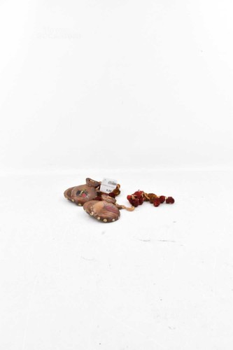 Coppia nacchere spagnole - coppia,