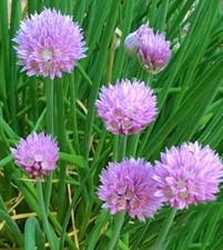 200 Semi Erba cipollina Allium Schoenoprasum Chives Civette Schnittlauch seeds