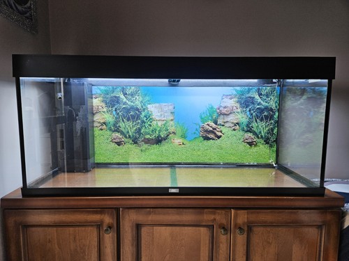 Acquario juwel rio 240 - acquario,