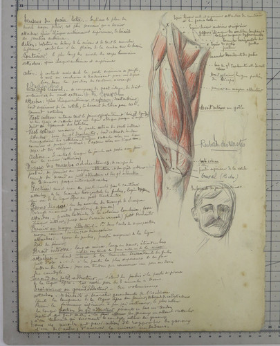 Disegno anatomico antico - disegno,