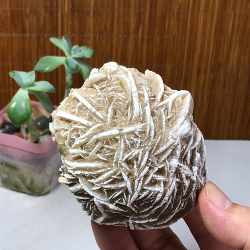 Rosa del deserto naturale - , 80