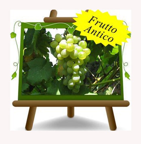 Vite fragola bianca pianta - vite,
