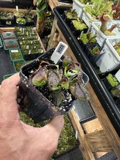 Cephalotus follicularis - cephalotus,