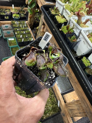 Cephalotus follicularis - cephalotus,