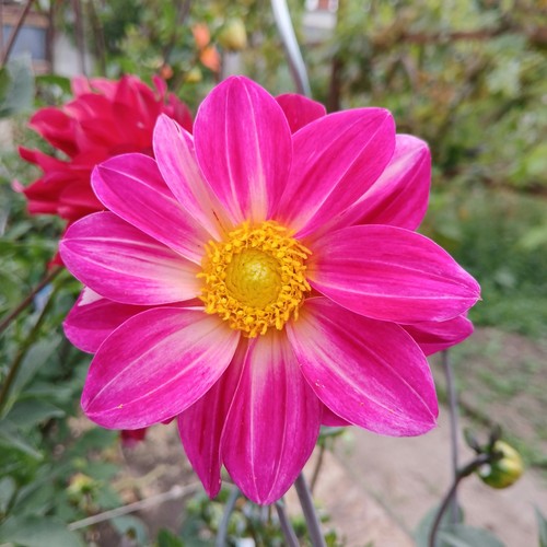 Semi fiori dalia - fiori,
