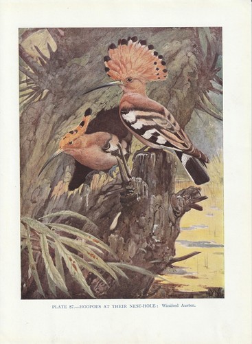 Upupa stampa - upupa,