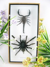 Enorme vero scorpione e enorme