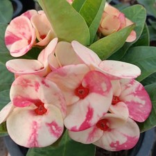 Corona di Spine Phon Chok Chai Thai Hybrid Christ Plant Euphorbia Milii