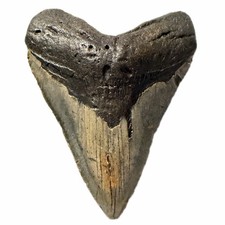 5,54 pollici vero megalodonte