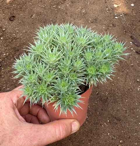Abromeitiella chlorantha - abromeitiella,