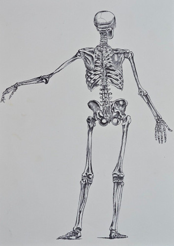 Anatomia dell uomo scheletro - anatomia, dell'uomo.