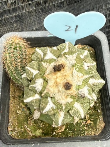Ariocarpus kotschoubeyanus - ariocarpus,