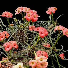 Euphorbia gottlebei
