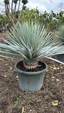 Yucca rigida vaso 40cm