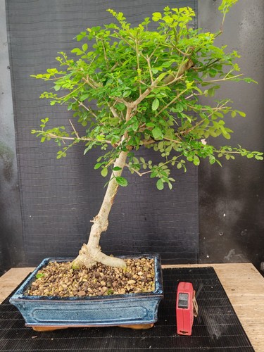 Bonsai frassino 53 cm - bonsai, h