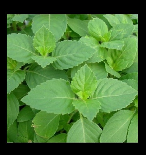 Tulsi basilico santo - santo, 100