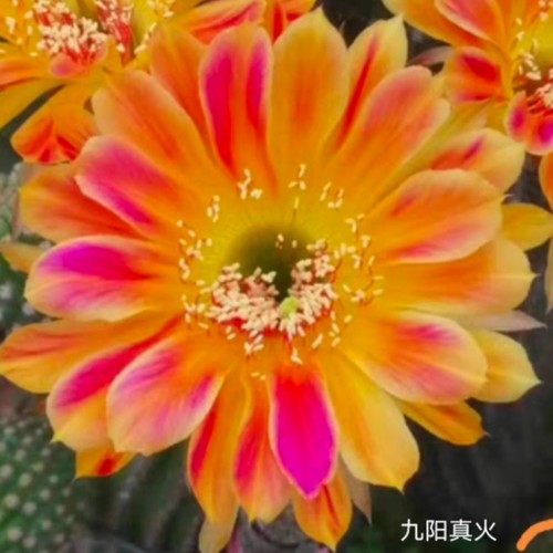 Pianta succulenta cactus - succulenta,