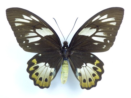 Ornithoptera priamus ssp
