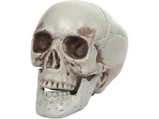 CARNEVALE HALLOWEEN TESCHIO