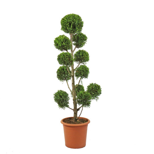 Cupressocyparis leylandii - cupressocyparis,