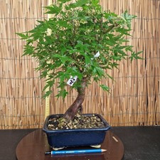 Bonsai di Acero Palmatum Verde