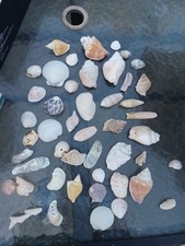 47 Conchiglie Conchiglie