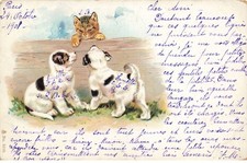 CHAT #MK33282 Un Chat E Due