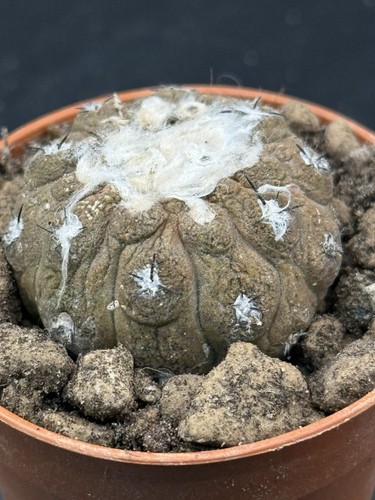 Copiapoa hypogaea lizard skin