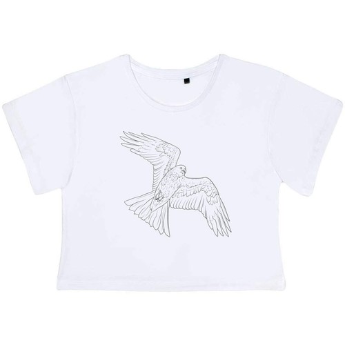 Soaring bird prey - bird, prey'
