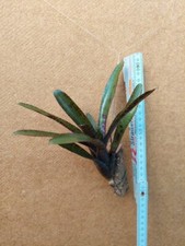Neoregelia rubrifolia