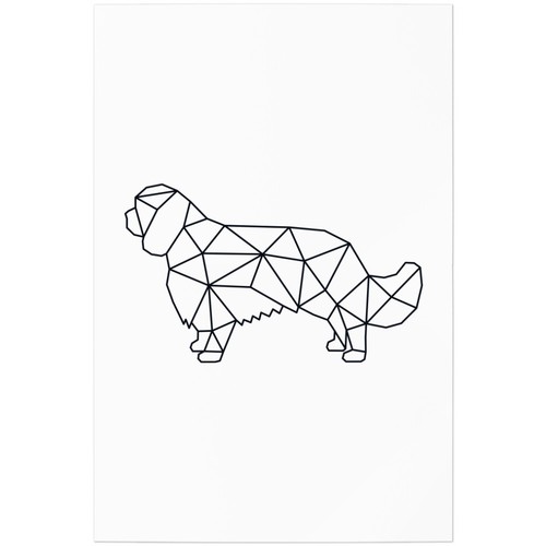 Cavalier king charles spaniel - cavalier,