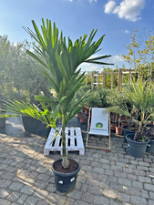 Ptychosperma elegans 200 cm