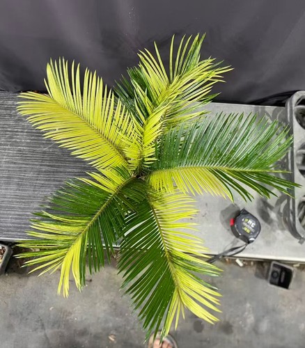 Cycas revoluta thunb giardino - thunb,