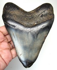 MEGALODONTE DENTE DI SQUALO -