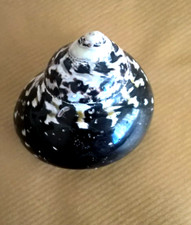 CONCHIGLIA CITTARIN PICA 55