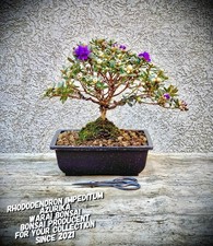 Rhododendron impeditum