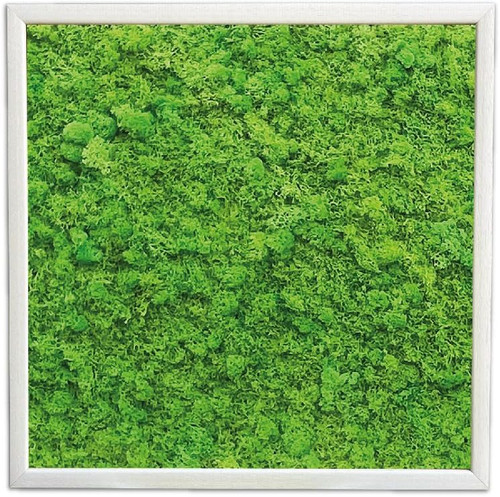 Quadro muschio stabilizzato - quadro,