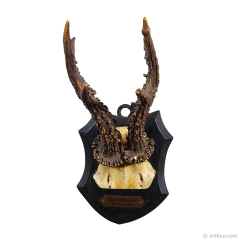 Antico trofeo cervo - antico,