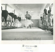 Latte Fattoria Mucche