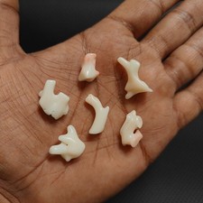 Ramo di corallo bianco grezzo