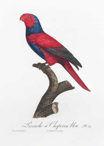 Piatto lory dal - piatto,