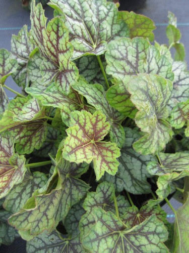 Heuchera americana green spice - heuchera,