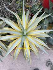 Rara Pianta Succulenta Agave