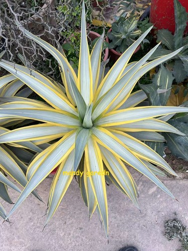 Rara pianta succulenta agave - rara,