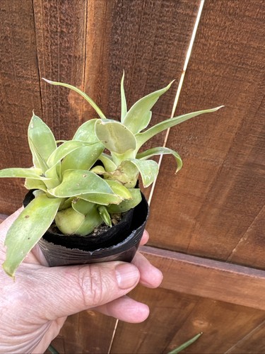 Set agave attenuata - set,
