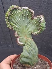 Cereus peruvianus f. CRISTATA