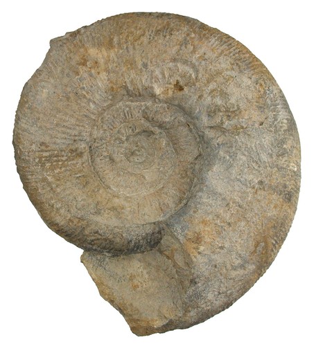 Malm lithacospinctes - malm, sp