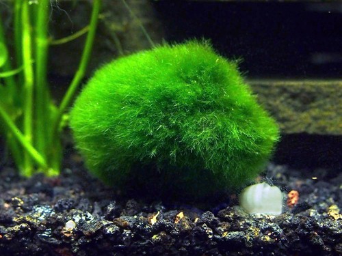 Arti acquatiche palline - arti, 2