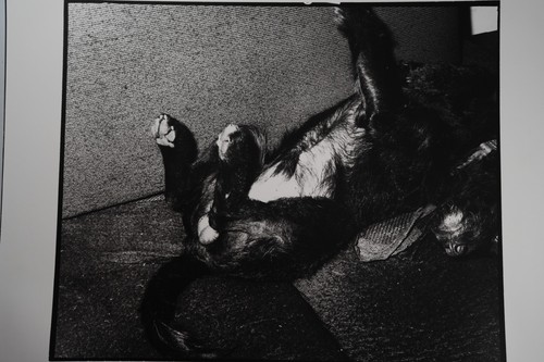 Stampa photoargentique francia - photoargentique,