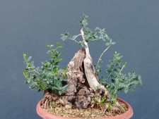 Bonsai olivastro foglie - olivastro,